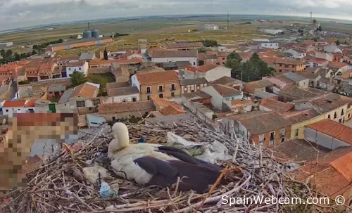 White Stork Nest in Madrigal de las Altas Torres